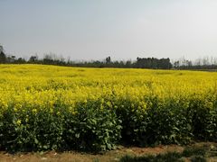 -白鹭湾湿地公园