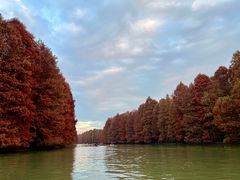 -上海海湾国家森林公园