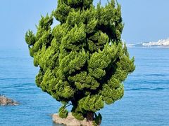 -小麦岛公园