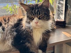 -豆逗聊愈猫阁Easy Life