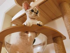 -momokira米努特·德文卷毛猫·棉花面纱犬