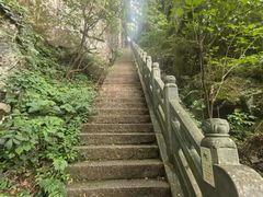 -天目山大树王景区
