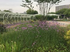 -紫荆广场·花漫里