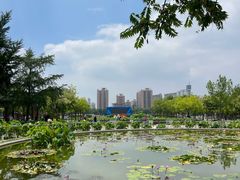-莲花池公园