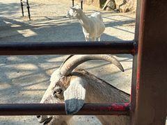 -神户市立六甲山牧场