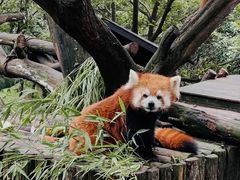 -云南野生动物园