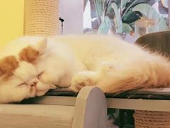 -房东的猫宠物生活馆