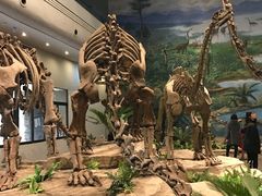 -自贡恐龙博物馆