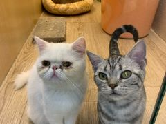 -momokira米努特·德文卷毛猫·棉花面纱犬