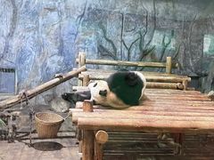 -深圳野生动物园