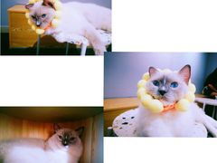 -Heymao猫咖.咖啡厅(东门店)