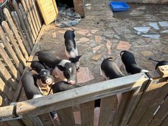 -HERRE·FARM 赫尔露营农场·团建聚会包场