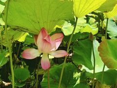 -洋湖国家湿地公园