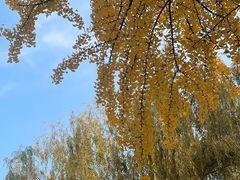 -三里屯东五街银杏大道