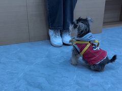 -安安宠医·臻爱宠物医院·宠保定点(营门口路分院)