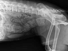 -爱牧宠物医院·猫专科·骨科·内窥镜(甪直店)