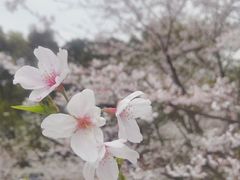 -南山植物园