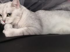 -袖虎宠物·金渐层缅因猫舍(灵芝店)
