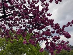 -大理文庙(大理古城)