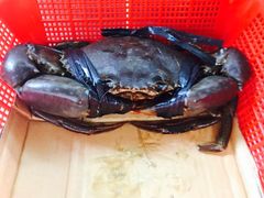 -龙海鲜螃蟹王(宏茂桥店)