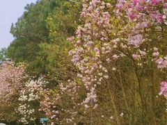 -铁山坪森林公园