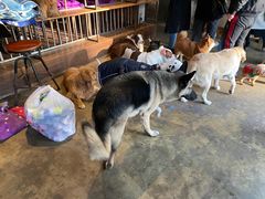 -萌喵咖啡屋(人民东路4号口M16商铺店)