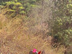 -苍山感通索道