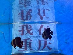 -重庆欢乐海底世界