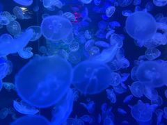 -江和美海洋公园