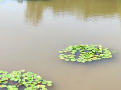 -三水森林公园