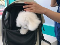 -博特宠物医院24h犬猫全科.骨科·异宠
