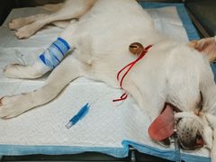 -瑞鹏宠物医院·超声·骨科·奇麟分院(蜀都万达店)