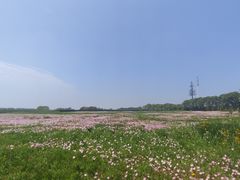 -贡湖湾湿地公园