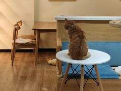 -滚猫咖啡·猫咖·猫友好撸猫(未来城店)