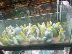 -大自然花鸟鱼虫市场