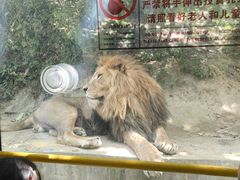 -栾川竹海野生动物园