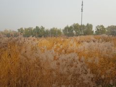 -永定河休闲森林公园