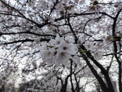 -莫愁湖公园