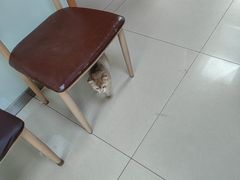 -宠福鑫动物医院(城北分院)