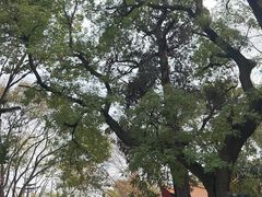 -南岳衡山风景名胜区-南岳大庙