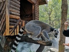 -北京野生动物园