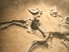 -洛阳周王城天子驾六博物馆