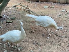 -泉州海丝野生动物世界