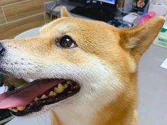 -爱侣宠医·鹦鹉专科·小型哺乳类·异宠专科(灵石路店)