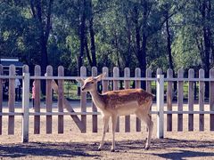 -北京麋鹿生态实验中心