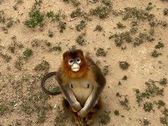 -西霞口神雕山野生动物世界