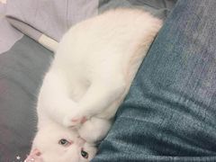 -东方名猫馆·英短金渐层布偶猫舍(环线广场1号楼店)