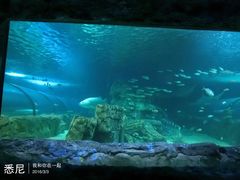 -悉尼海洋生物水族馆