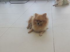 -怪兽屋·羊驼·猫咖·狗咖(俊华广场店)