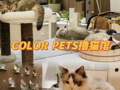 -COLOR PETS 撸猫馆·购猫·猫咖(长风大悦城店)